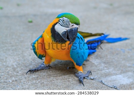 African big parrot in the contact zoo