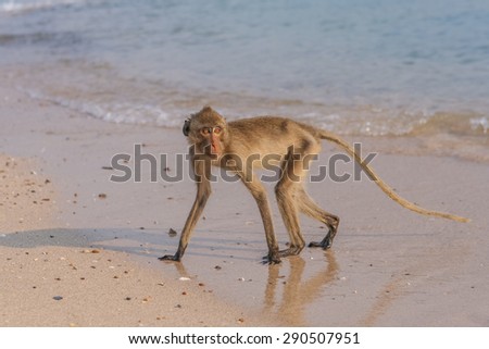 Monkey. Crab-eating macaque seats on the shore of the monkey island
