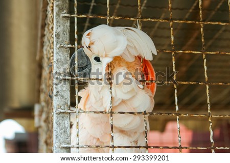 Big pink and white parrot in the cage
