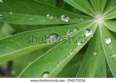 Raindrops on the green star shape plant
