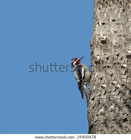 Red Crested Woodpecker