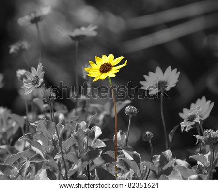 Daisy in color against black and white background of daisies