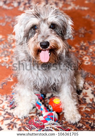 Adorable active mini schnauzer isolated over colorful red carpet