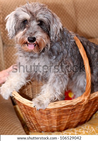 Funny active mini schnauzer in the basket