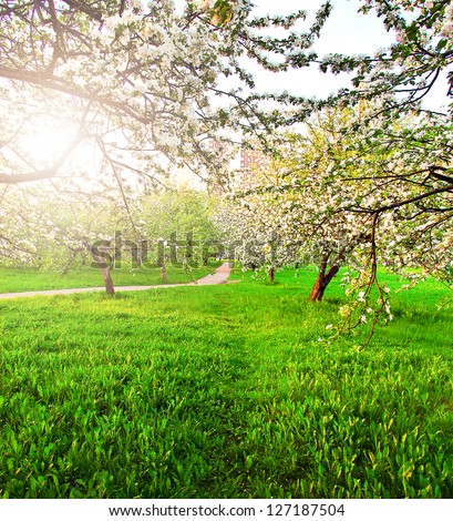  - stock-photo-beautiful-blooming-of-decorative-white-apple-and-fruit-trees-over-bright-blue-sky-in-colorful-vivid-127187504