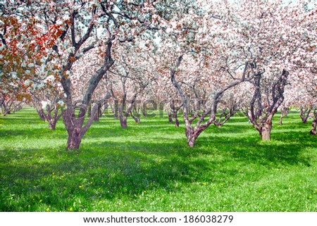 Beautiful blooming of decorative white apple and fruit young trees over bright blue sky in colorful vivid spring park full of green grass by dawn early light with first sun rays.