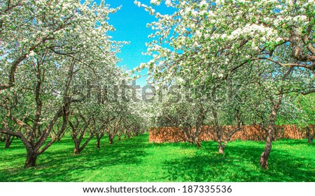 Beauty fresh blooming of decorative white apple, fruit young peach trees over bright blue sky in color vivid spring park full of leaf, pink flowers, green grass in dawn early light with first sun rays