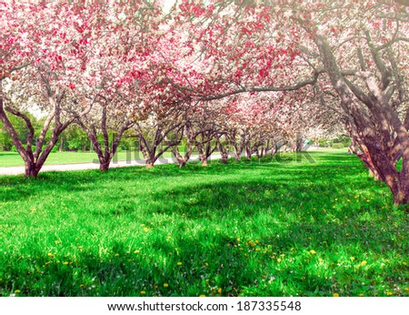 Beauty fresh blooming of decorative white apple, fruit young peach trees over bright blue sky in color vivid spring park full of leaf, pink flowers, green grass in dawn early light with first sun rays