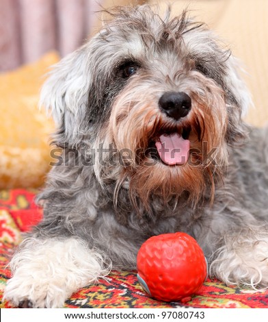 Funny active mini schnauzer isolated over colorful red carpet