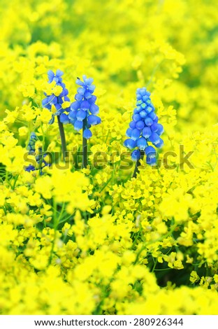 Study in yellow and blue tones. Blue flowers on a background of small yellow flowers. Soft focus