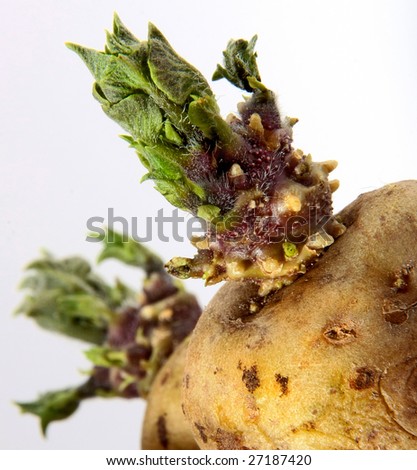 The part of sprouted potato with young leaflets on white