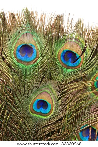 Fragment of the old round fan made of the peacock feathers