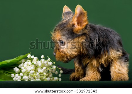 Funny little dog Yorkshire terrier puppy sitting on a dark background with flower. With selective focus.