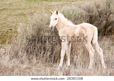 Baby Stock Photos on Baby Horse  Fold On Hillside Stock Photo 28381108   Shutterstock