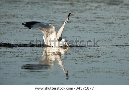 Seagull Diving