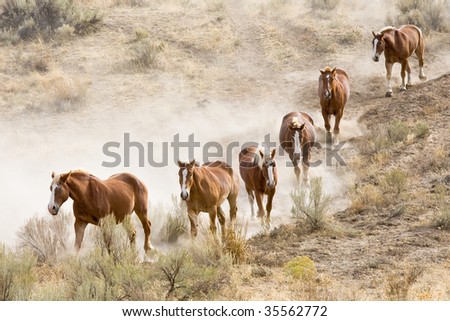 Horses and Mules walking on a dusty trail