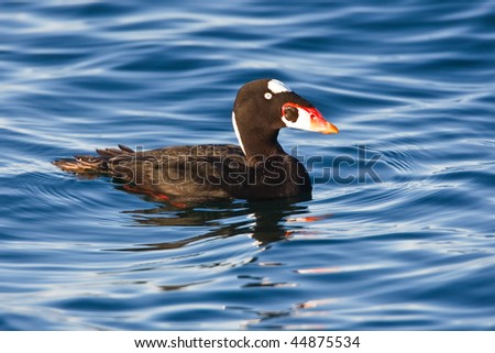 Male Surf Scoter in calm water.