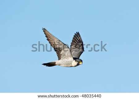 Peregrine Falcon in flight.