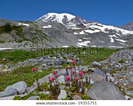 Mount Rainier with Paint Brush Wildflowers in the foreground.