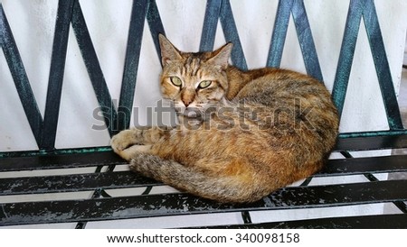 Felis catus resting its body on a cast iron bench with a curious look. Its slit-like pupils close very narrowly over the eyes.