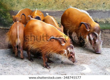 Potamochoerus porcus, the red river hogs live in a hog pen