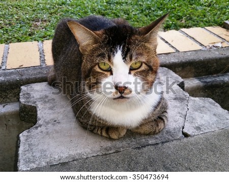 A domestic cat is lying down on a concrete drain cover, watching patiently if someone can offer food.
