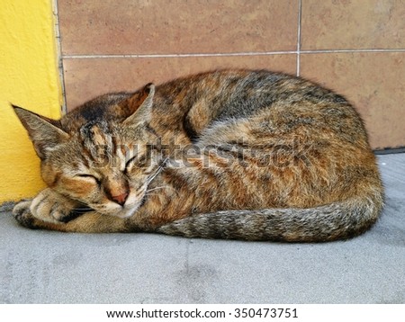 A domestic cat is having a nap on a cool cement flooring during the warm weather.
