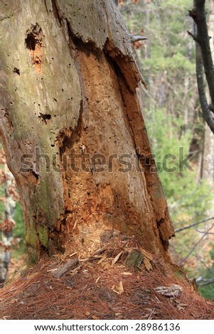 Old termite damaged tree