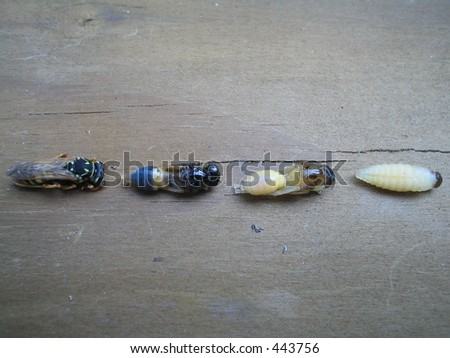 Life stages of a bee.