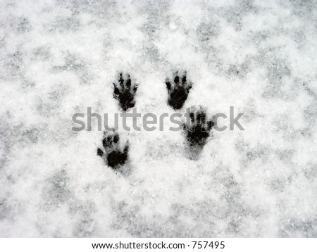 Squirrel paw prints in the snow.