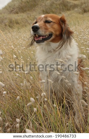 Red haired collie type dog sitting grinning in beach side meadow with bunny tails grass