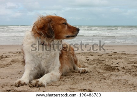 red haired collie type sheep dog lying down on a sandy beach with a cloudy sky background