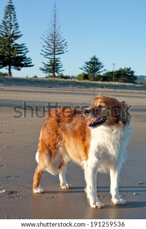 red haired collie type dog at a beach in Autumn light with Norfolk Pine trees in the background