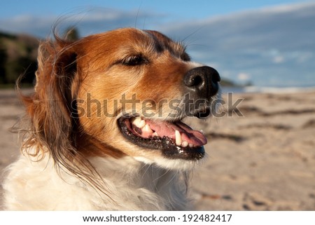 portrait of a red haired collie type dog