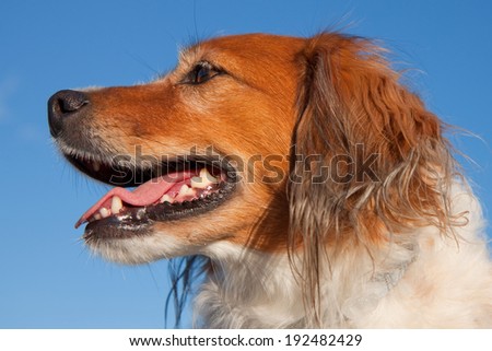 portrait of a red haired collie type dog