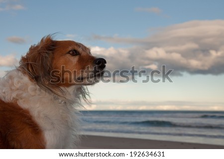 red haired collie type dog at the beach with a cloudy blue sky, waves and white sand.