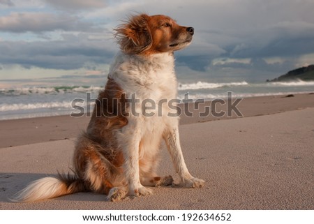 red haired collie type dog at the beach with a cloudy blue sky, waves and white sand.