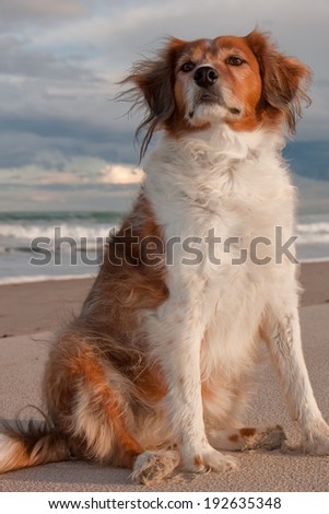 red haired collie type dog sitting on a white sandy beach with a blue, cloudy background at sunset