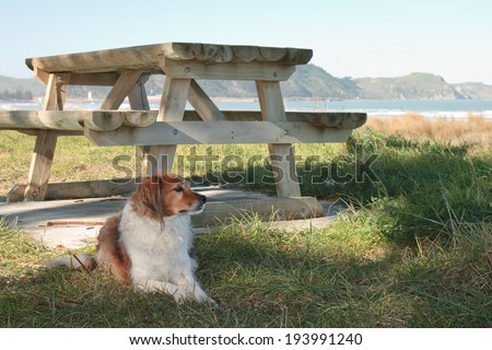 red haired collie dog sitting near a beach side picnic table