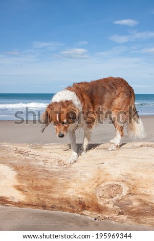 red haired dog on a driftwood log at the beach