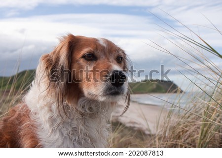 portrait of red dog with sun on its face in wilderness area