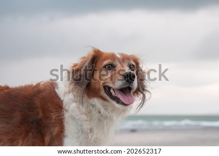 red collie type dog at a southern hemisphere beach