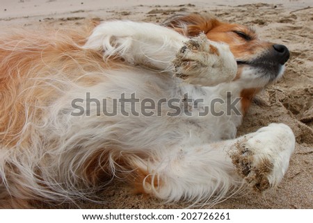 red collie type dog in sand at the beach rolling on its back showing its belly
