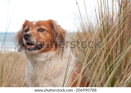fluffy red haired collie type sheep dog in long dune grass at a beach in New Zealand