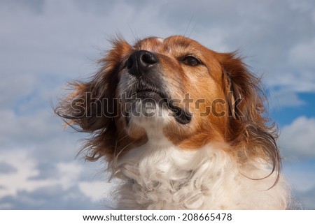 red haired collie type dog at a surf beach in the southern hemisphere, New Zealand