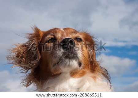 red haired collie type dog at a surf beach in the southern hemisphere, New Zealand