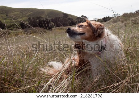 red haired collie type dog playing in sand dunes at a surf beach