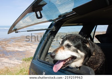 dog in back of family four wheel drive vehicle waiting for it\'s owner looking out open window