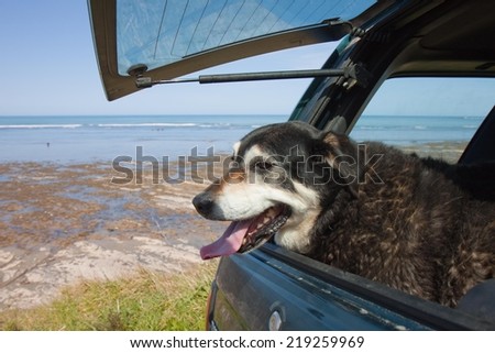 dog in back of family four wheel drive vehicle waiting for it\'s owner looking out open window