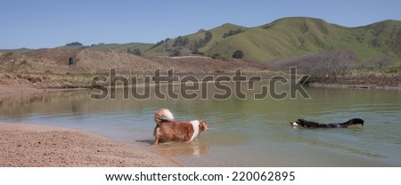 Huntaway sheep dog fetching a stick in a New Zealand river on a clear, sunny day